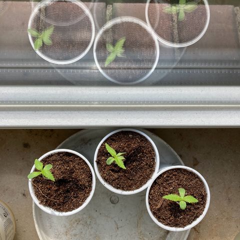 Titan F1 growlog timeline photo