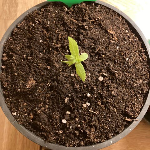 Titan F1 growlog timeline photo