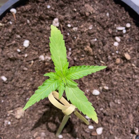 Titan F1 growlog timeline photo