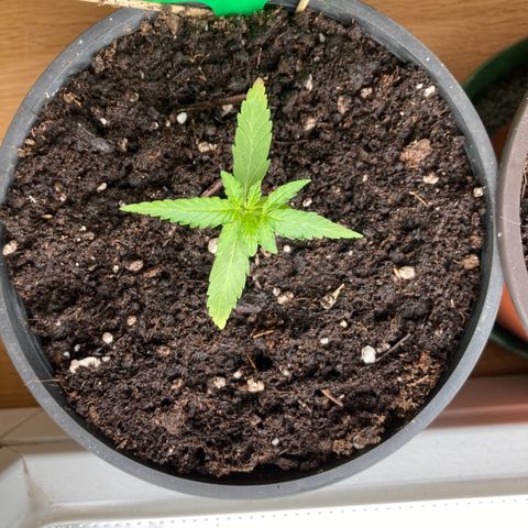 Titan F1 growlog timeline photo