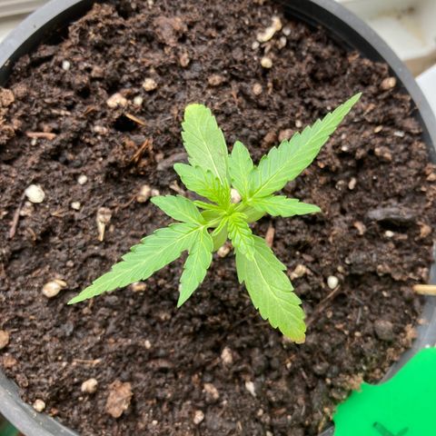 Titan F1 growlog timeline photo