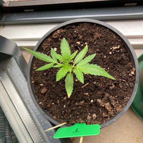 Titan F1 growlog timeline photo