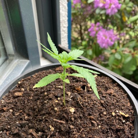 Titan F1 growlog timeline photo