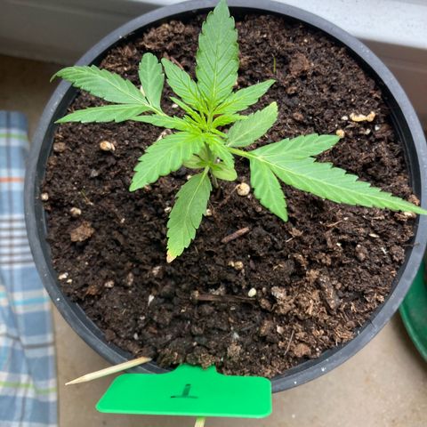 Titan F1 growlog timeline photo