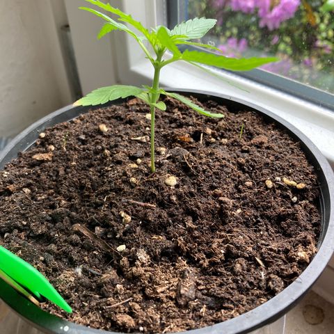 Titan F1 growlog timeline photo