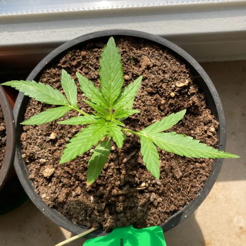 Titan F1 growlog timeline photo
