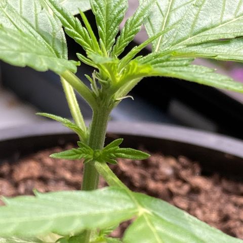Titan F1 growlog timeline photo