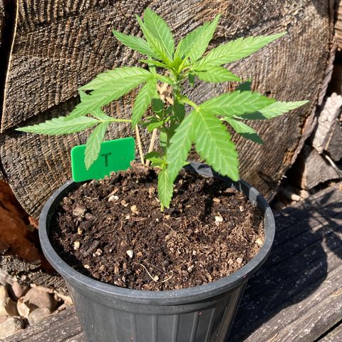 Titan F1 growlog timeline photo