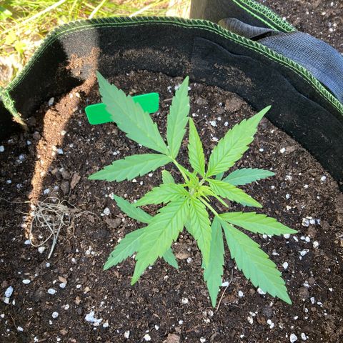 Bubble Kush Automatic growlog timeline photo