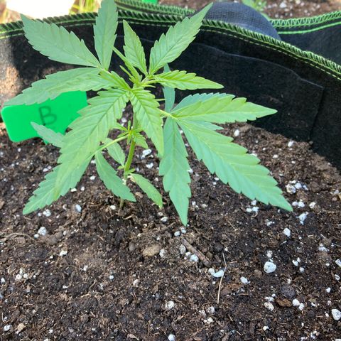 Bubble Kush Automatic growlog timeline photo