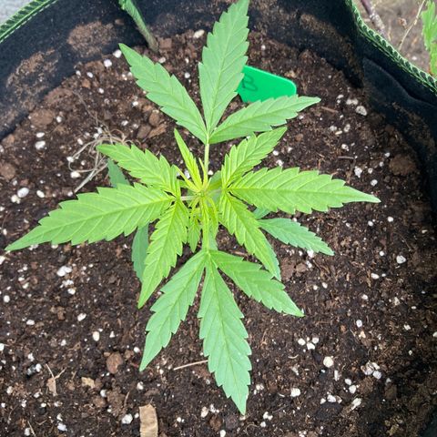 Bubble Kush Automatic growlog timeline photo