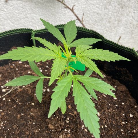 Bubble Kush Automatic growlog timeline photo