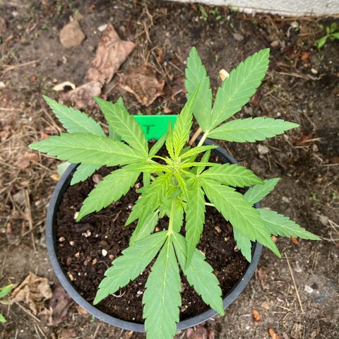 Titan F1 growlog timeline photo