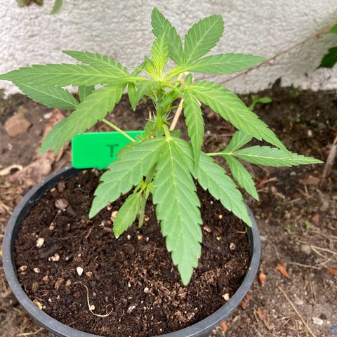 Titan F1 growlog timeline photo