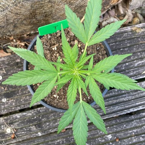 Titan F1 growlog timeline photo