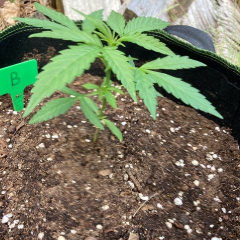 Bubble Kush Automatic growlog timeline photo