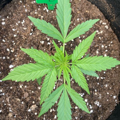 Bubble Kush Automatic growlog timeline photo