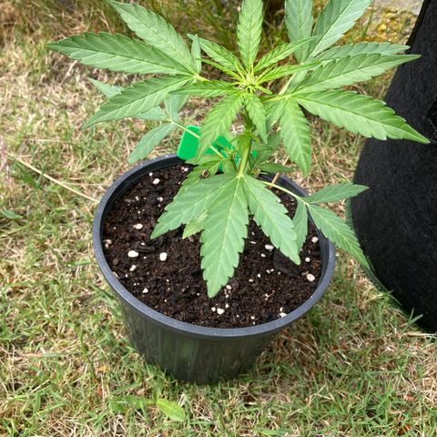 Titan F1 growlog timeline photo