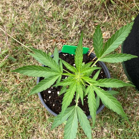 Titan F1 growlog timeline photo