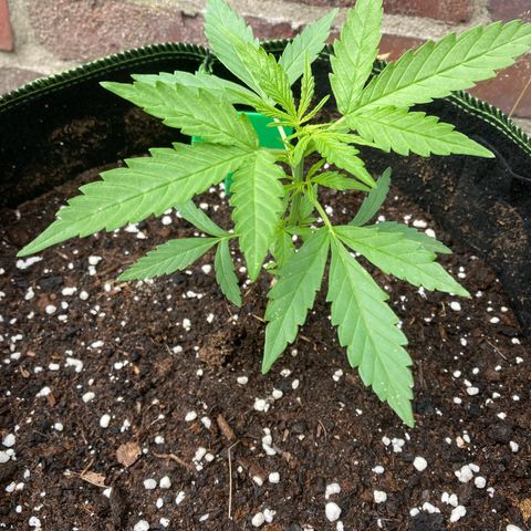 Bubble Kush Automatic growlog timeline photo