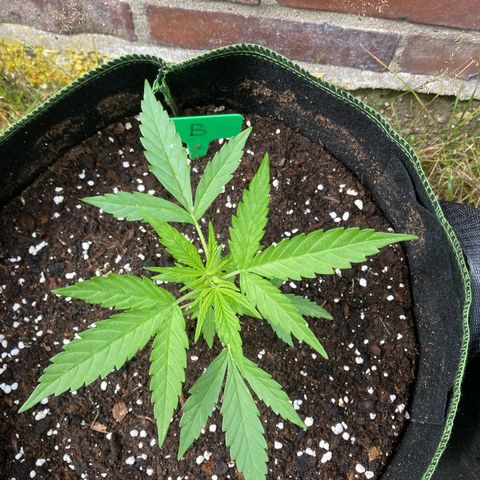 Bubble Kush Automatic growlog timeline photo