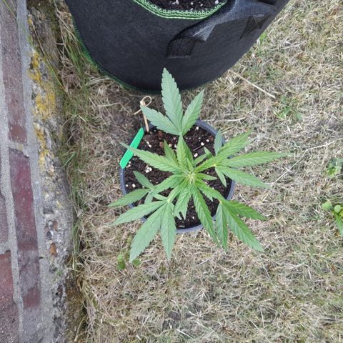 Titan F1 growlog timeline photo