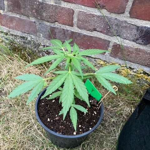 Titan F1 growlog timeline photo