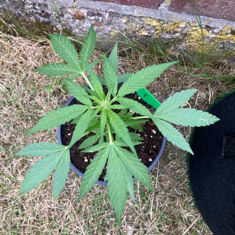 Titan F1 growlog timeline photo