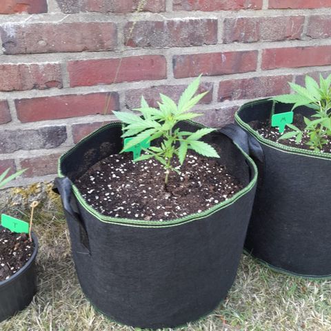 Bubble Kush Automatic growlog timeline photo