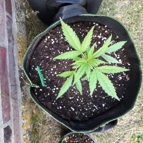Bubble Kush Automatic growlog timeline photo