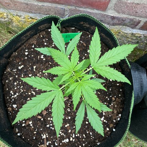 Bubble Kush Automatic growlog timeline photo