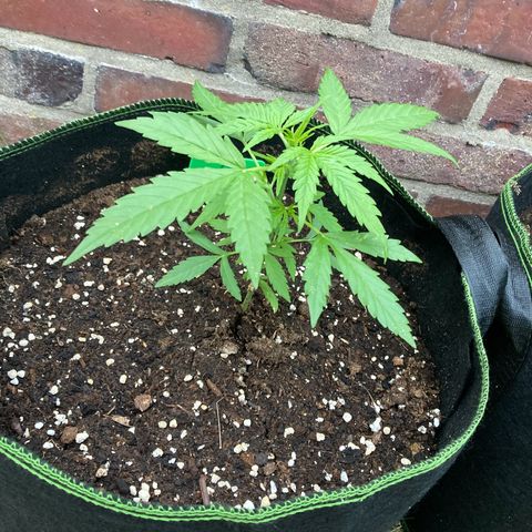 Bubble Kush Automatic growlog timeline photo