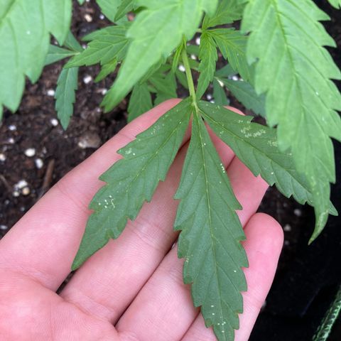Bubble Kush Automatic growlog timeline photo
