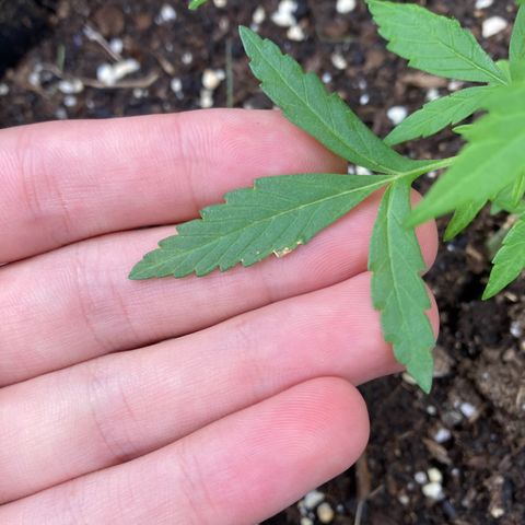 Bubble Kush Automatic growlog timeline photo