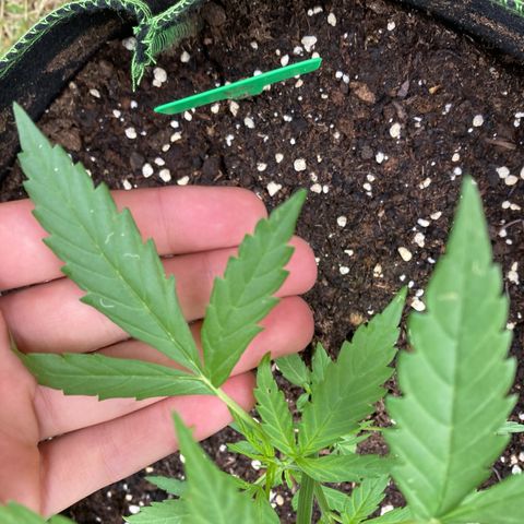 Bubble Kush Automatic growlog timeline photo