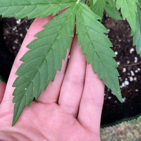 Bubble Kush Automatic growlog timeline photo