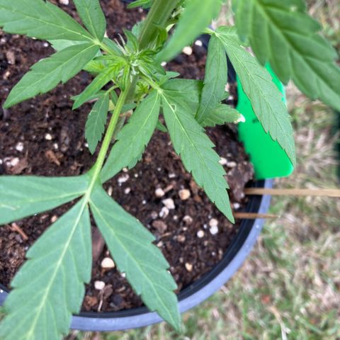 Titan F1 growlog timeline photo