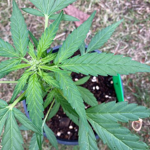 Titan F1 growlog timeline photo