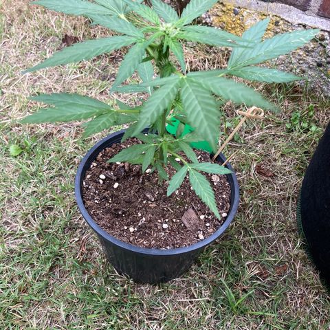 Titan F1 growlog timeline photo