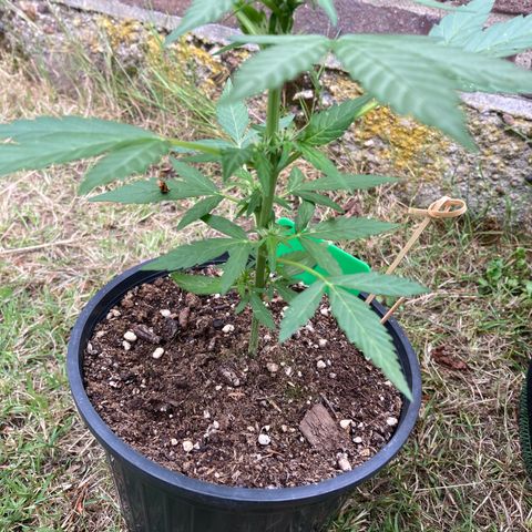 Titan F1 growlog timeline photo
