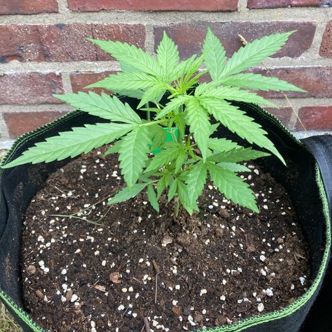 Bubble Kush Automatic growlog timeline photo