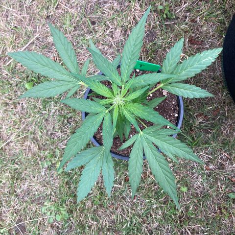 Titan F1 growlog timeline photo