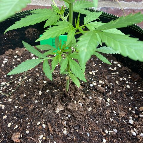 Bubble Kush Automatic growlog timeline photo