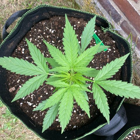 Bubble Kush Automatic growlog timeline photo