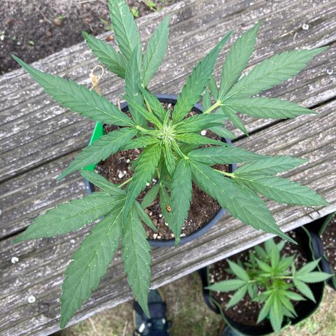 Titan F1 growlog timeline photo