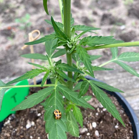 Titan F1 growlog timeline photo