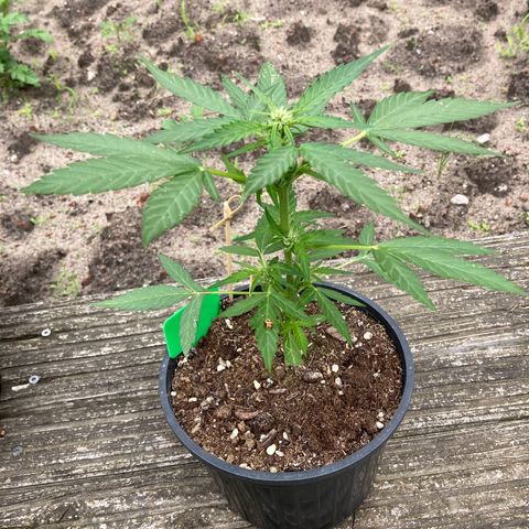 Titan F1 growlog timeline photo