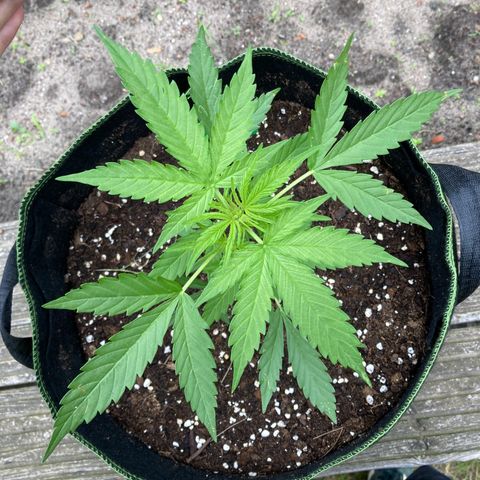 Bubble Kush Automatic growlog timeline photo