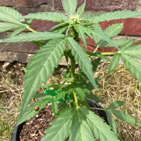 Titan F1 growlog timeline photo