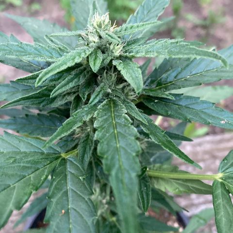 Titan F1 growlog timeline photo